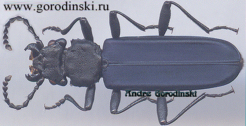 http://www.gorodinski.ru/oth_col/Cucujidae Cucujus sp..jpg